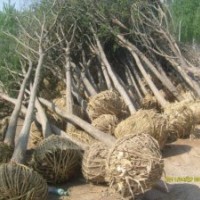 白蠟 國(guó)槐 8-50公分國(guó)槐 國(guó)槐價(jià)格 國(guó)槐基地 山東國(guó)槐