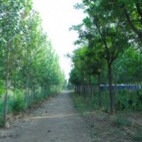 供應(yīng)速生白蠟樹苗 速生國(guó)槐 速生楊樹速生白蠟樹苗