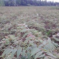 最新欒樹小苗價格