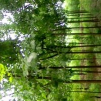 供應(yīng)綠化苗木千頭椿,白蠟,國(guó)槐