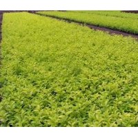 供應各種工程小苗