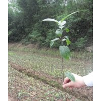 杜仲小苗500萬(wàn)便宜賣