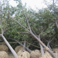 國(guó)槐 法桐 合歡 白蠟 大葉女貞