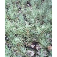 供應一年到兩年的白皮松小苗