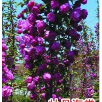 供應(yīng)金葉榆 紅葉李 紫葉稠李 紫葉矮櫻小苗 白榆桿 矮化寒富 雞心