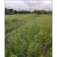 紅千層系列 紅千層屬常率灌木至小喬木