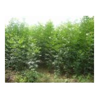 白蠟苗 白蠟苗價(jià)格 優(yōu)質(zhì)白蠟苗 白蠟籽