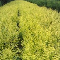 農(nóng)戶苗圃地接金葉榆