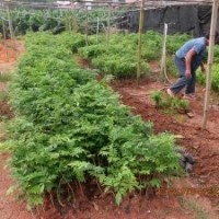 供應海南黃花梨苗 黃檀樹苗 降香苗 黃花梨苗批發(fā)