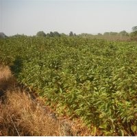 供應(yīng)小苗：當(dāng)年生的紅楓，西府海棠，紅葉石楠，扦插桂花，草櫻，