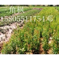 安徽肥西出售三角楓小苗5萬棵三角楓小苗