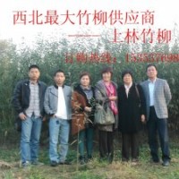 打造一村一品，竹柳致富，咱老百姓的快速致富之道