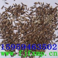 楓香種子 楓香 楓香苗