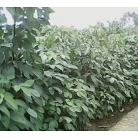 供應(yīng) 桂花 竹柏 秋楓 藍花楹 洋紫荊