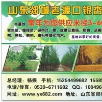 銀杏樹 曼地亞紅豆杉