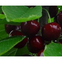 河北山楂樹，河北大櫻桃樹，河北蘋果樹，