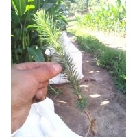 出售 云杉 慣性好