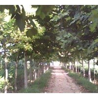 【低價(jià)】供椿樹(shù)苗，毛白楊苗，國(guó)槐苗，合歡苗，速生柳/垂柳