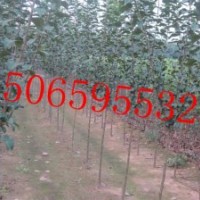 冬紅海棠3、4、5公分苗