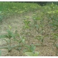 25-30公分高狀元紅小苗