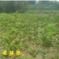 25-30公分高的金球桂苗