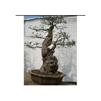 盆裝金葉榆供應廠家