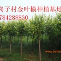 主要銷售（苗—30厘米）垂柳、金絲垂柳、嫁接金絲垂柳、饅頭柳、