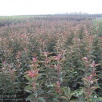 供應(yīng)甜茶苗.甜茶根.海棠苗石榴苗