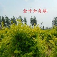 金葉女貞.北海道黃楊.紫葉小檗.迎春.金邊黃楊
