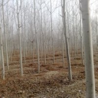 大量供應(yīng)12公分的毛白楊10000多株