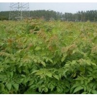 河北五角楓小苗 保定五角楓小苗