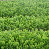 供卷莢相思優(yōu)良品種苗