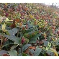 供應金桂、桂花小苗