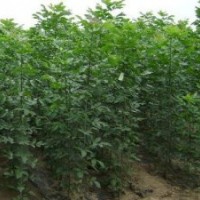 供應(yīng)白蠟苗 白蠟小苗 小白蠟苗