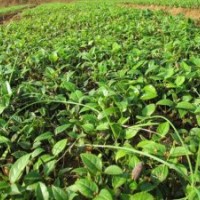 供應廣西桂林桂花樹苗小苗