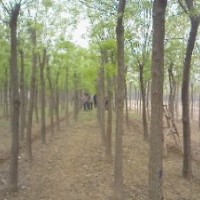 嘉祥祥宸苗木供應(yīng)1-3公分國槐小苗5-15公分國槐樹