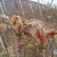 山東優(yōu)質(zhì)香椿苗、龍柏、側(cè)柏、北海道黃楊