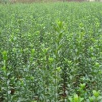 冬青苗供應(yīng)商