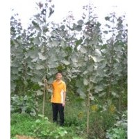 供應中華紅葉楊