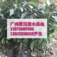 供應(yīng)：樟樹