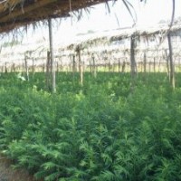 紅豆杉系列苗木