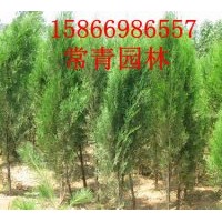 大量供應(yīng)【80-90公分側(cè)柏苗，側(cè)柏小苗】