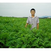 供應(yīng)優(yōu)質(zhì)香椿苗