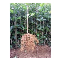 供應(yīng)2年桂花苗