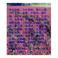 出售.垂柳小苗丹東快柏 .小葉黃楊 .紫葉小檗 .等