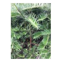 供應(yīng)三尖杉小苗