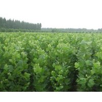 大量供應(yīng)優(yōu)質(zhì)速生法桐小苗