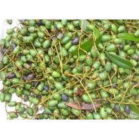 楨楠（金絲楠）種子 小苗