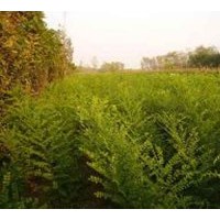 超低價供應(yīng)毛白楊國槐苗法桐苗、速生白蠟苗、榆樹苗、椿樹苗、