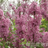 供應(yīng)丁香連翹